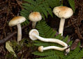Hygrophorus lindtneri